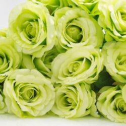 shutterstock_716160169